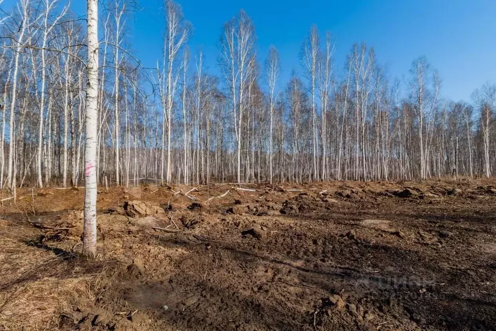 Участок в Тюменская область, Нижнетавдинский муниципальный округ, ... - Фото 0