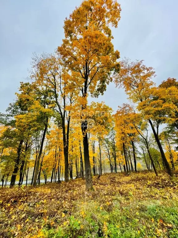 Участок в Московская область, Дмитровский муниципальный округ, д. ... - Фото 1