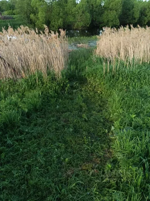 Участок в Ивановская область, Родниковский район, с. Парское ул. 1-я ... - Фото 1