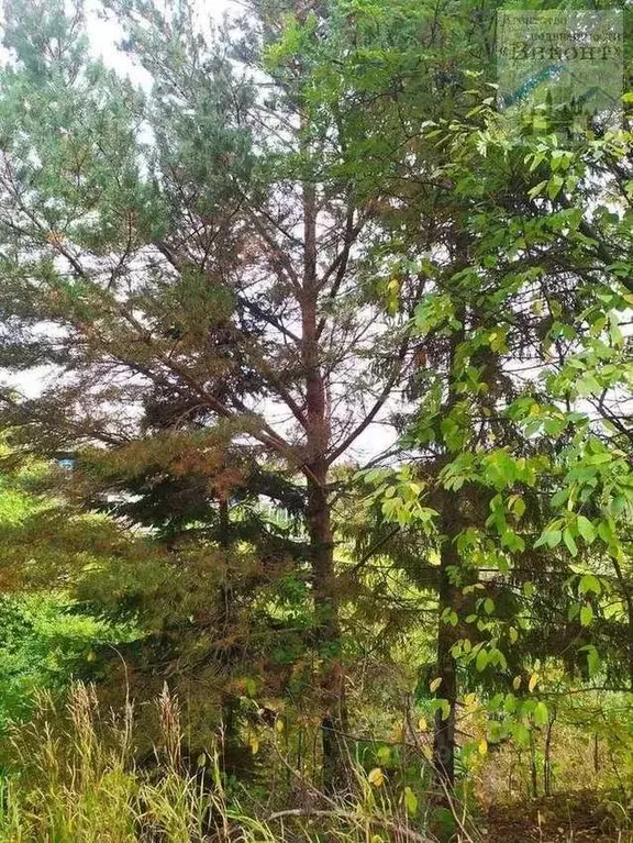 Участок в Пермский край, д. Касимово ул. Нагорная, 13 (23.8 сот.) - Фото 2