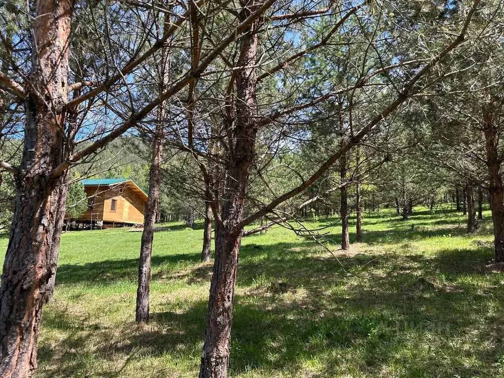 Участок в Алтай, Чемальский район, Элекмонарское с/пос, с. Элекмонар  ... - Фото 1