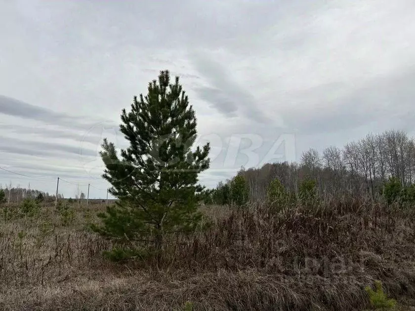 Участок в Тюменская область, Тюменский район, с. Кулига, Кулига-2 мкр  ... - Фото 0