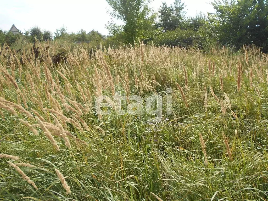 Участок в Белгородская область, Валуйки ул. Свободы (8.5 сот.) - Фото 1