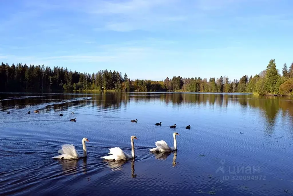 Участок в Ленинградская область, Выборгский район, Рощинское городское ... - Фото 1