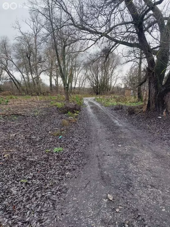 Участок в Подборки, деревня Подборки, улица Старая Деревня (30 м) - Фото 2