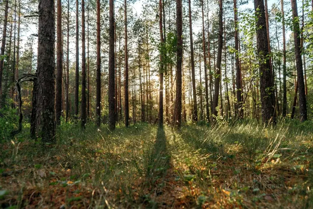 Участок в Ленинградская область, Всеволожский район, Лесколовское ... - Фото 1