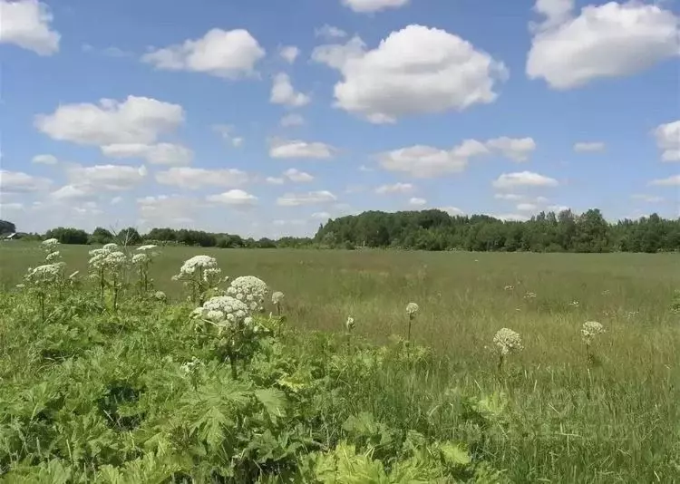 Участок в Смоленская область, Гагаринский район, д. Болычево  (135.0 ... - Фото 0