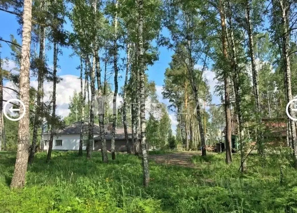 Участок в Новосибирская область, Новосибирский район, Барышевский ... - Фото 1