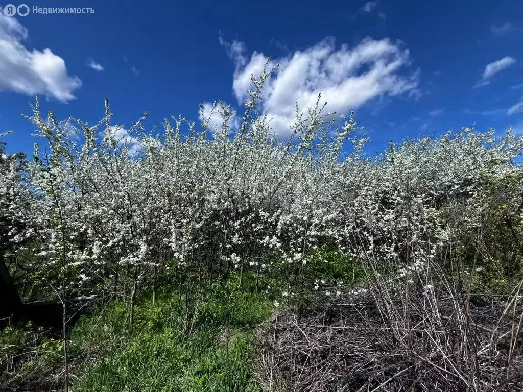 Участок в Шарья, улица Ольги Степановой (10.6 м) - Фото 1