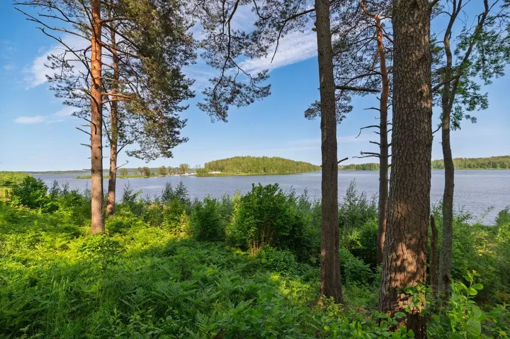 Участок в Ленинградская область, Всеволожский район, Куйвозовское ... - Фото 1