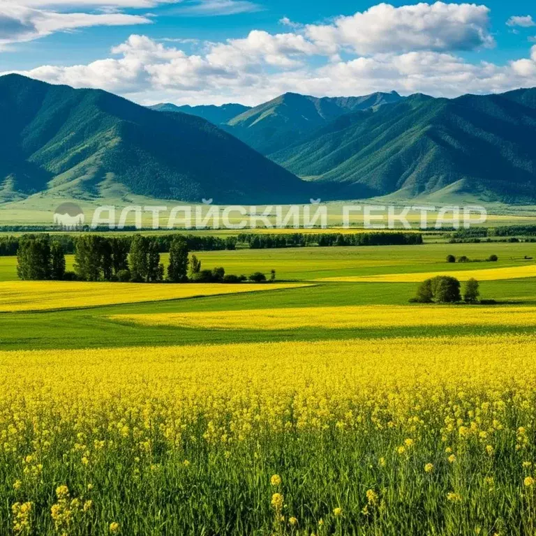 Участок в Алтайский край, Курьинский район, с. Новофирсово  (12178.9 ... - Фото 1