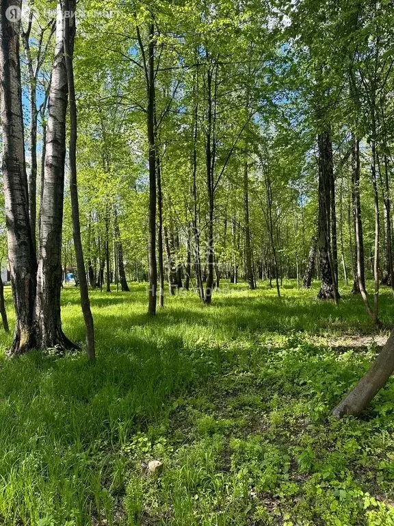 Участок в посёлок Вешки, ДНП Дальние Вёшки (32.4 м) - Фото 0