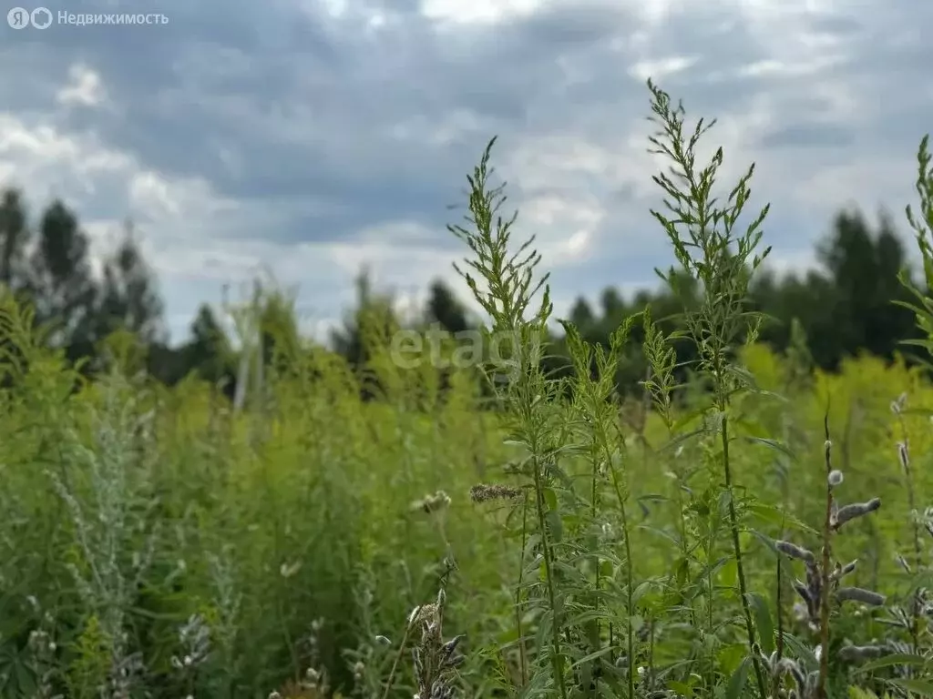 Участок в Нижегородская область, Городецкий муниципальный округ, ... - Фото 1