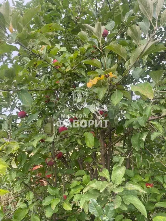 Дом в Оренбургская область, Оренбургский район, Нежинский сельсовет, ... - Фото 2