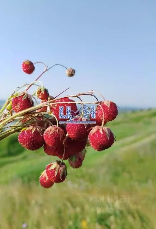 Участок в Курская область, Курский район, Нижнемедведицкий сельсовет, ... - Фото 1