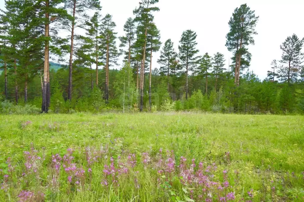 Участок в Забайкальский край, Читинский район, Атамановка пгт Хвойная ... - Фото 1
