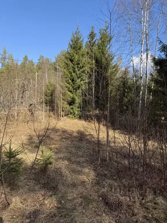Участок в Ленинградская область, Выборгский район, Полянское с/пос, ... - Фото 1