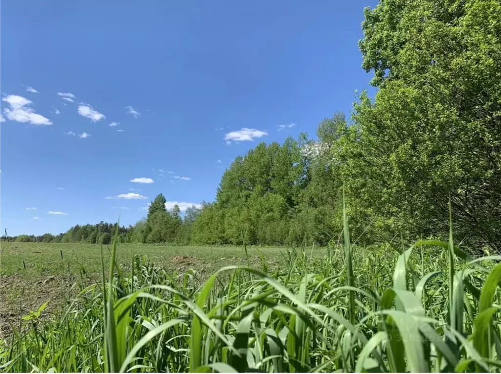 Участок в Ленинградская область, Выборгский район, Рощинское городское ... - Фото 1
