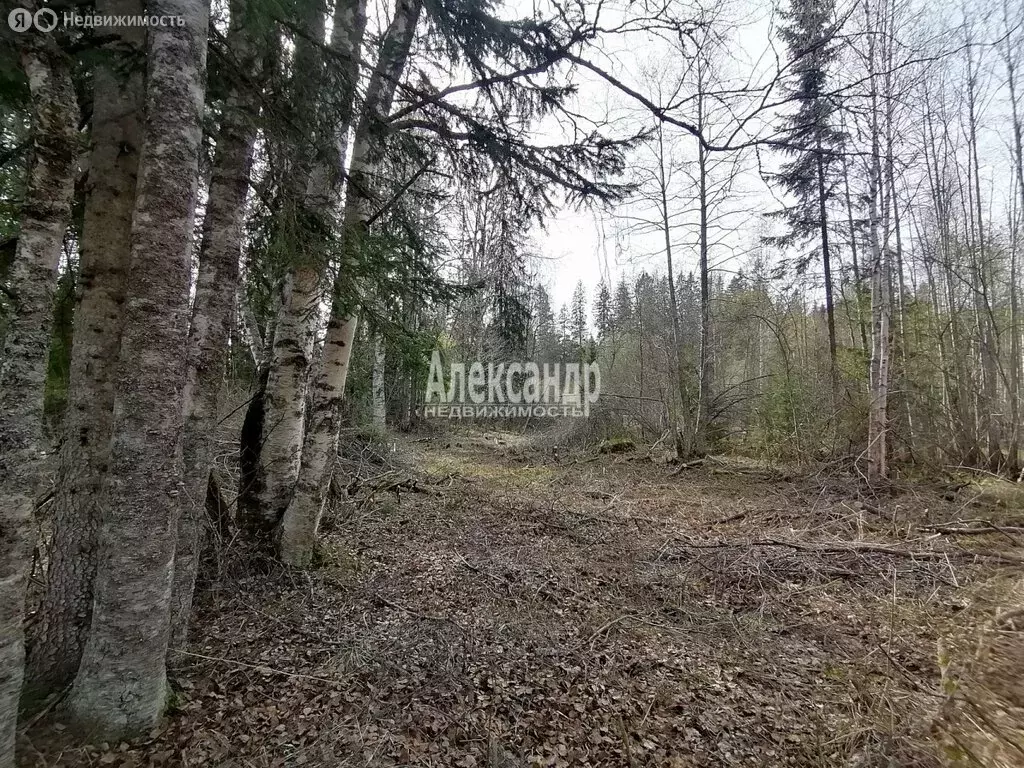 Участок в Ленинградская область, Приозерское городское поселение, ... - Фото 1