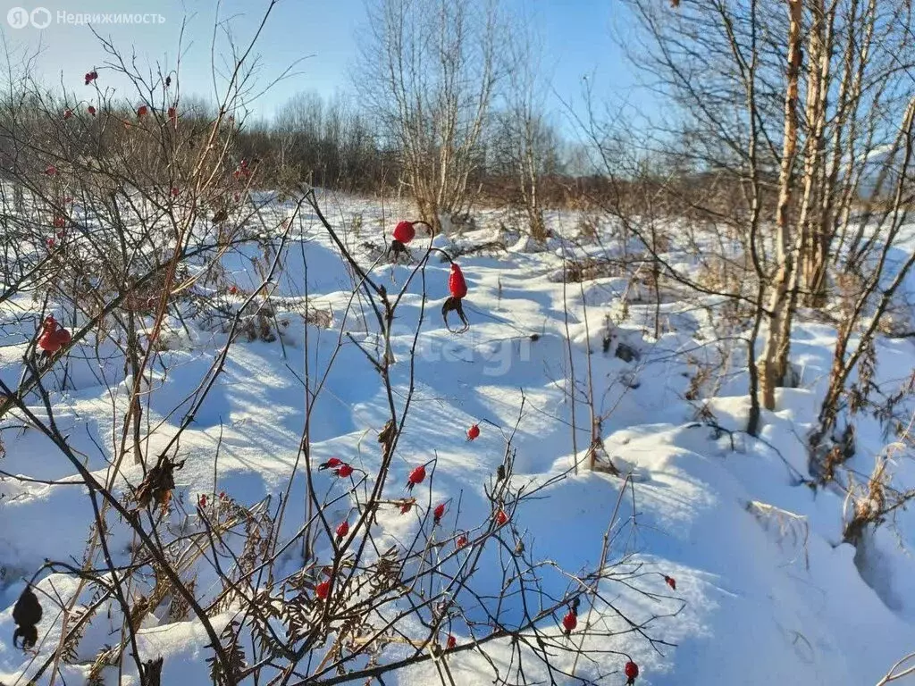 Участок в Елизовский район, село Николаевка (25.5 м) - Фото 1