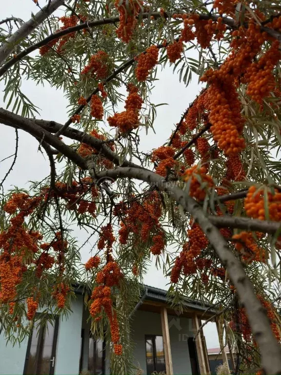 Дом в Нижегородская область, Бор муниципальный округ, пос. Неклюдово ... - Фото 2