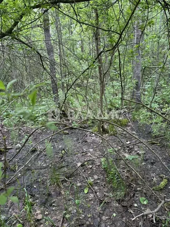Участок в Ленинградская область, Всеволожский район, Морозовское ... - Фото 2