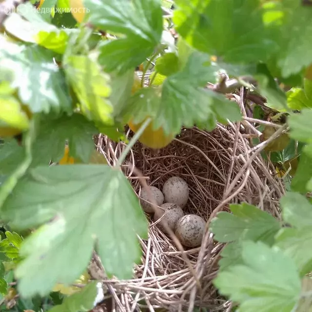 Участок в деревня Пикколово, СНТ Можайское (6 м) - Фото 1