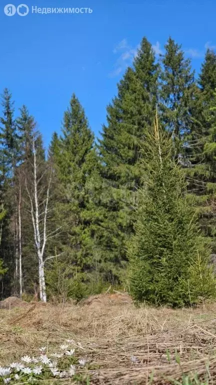 Участок в Пермский край, Краснокамский муниципальный округ, посёлок ... - Фото 0
