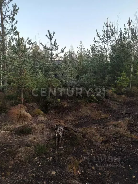 Участок в Ленинградская область, Всеволожское городское поселение, ... - Фото 0