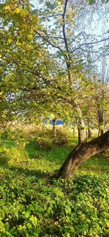 Участок в Калининградская область, Гурьевский муниципальный округ, ... - Фото 1