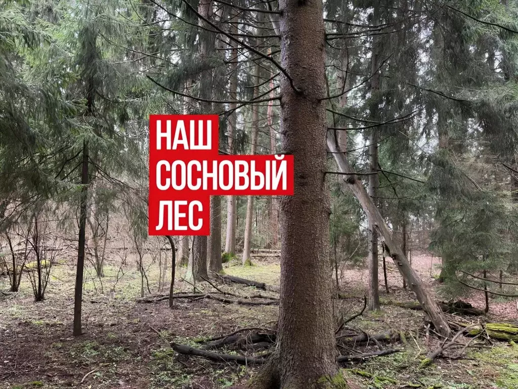 Участок в Московская область, Можайский муниципальный округ, Форест ... - Фото 2
