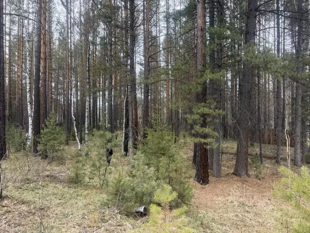 Участок в Иркутская область, Шелеховский район, Шаманское ... - Фото 1