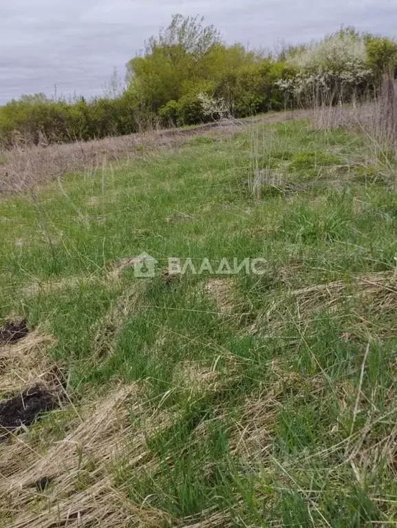 Участок в Пензенская область, Бессоновский район, с. Чертково ... - Фото 1