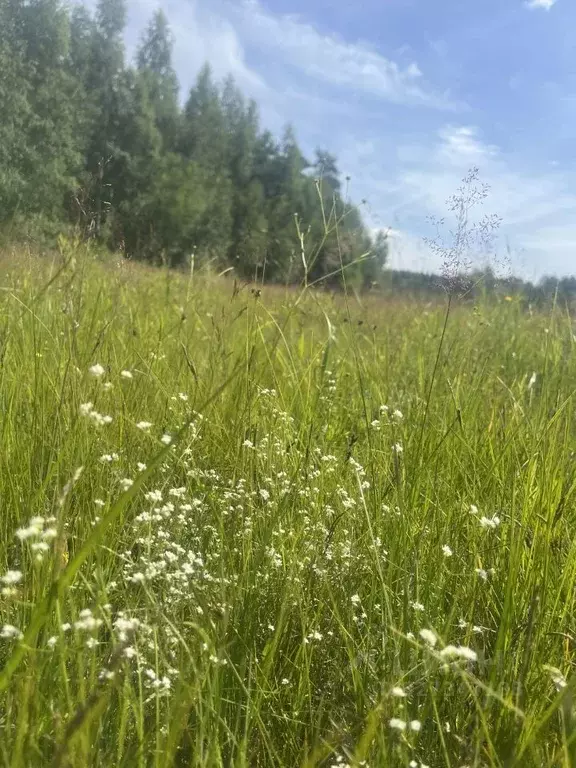 Участок в Ленинградская область, Приозерский район, Мельниковское ... - Фото 1