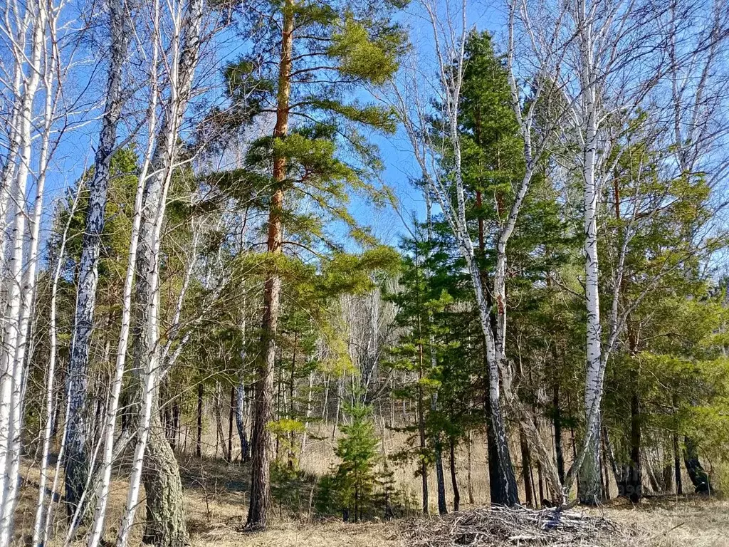 Участок в Курганская область, Кетовский муниципальный округ, с. ... - Фото 1