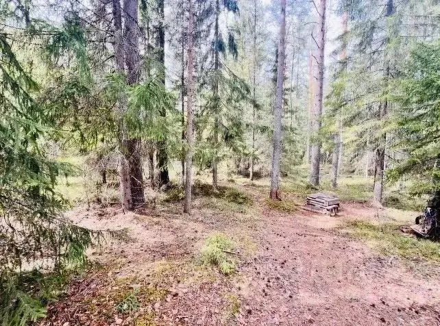 Участок в Карелия, Прионежский район, Деревянское с/пос, Орзега ст.  ... - Фото 1