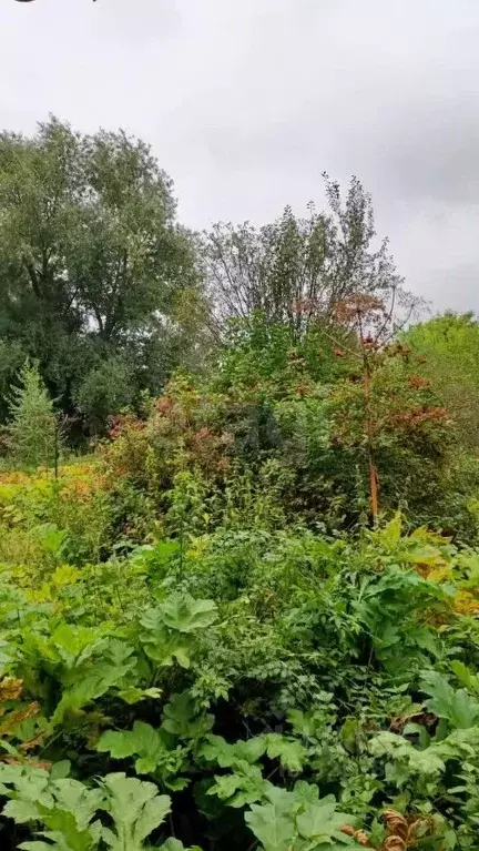 Участок в Московская область, Кашира городской округ, пос. Большое ... - Фото 1