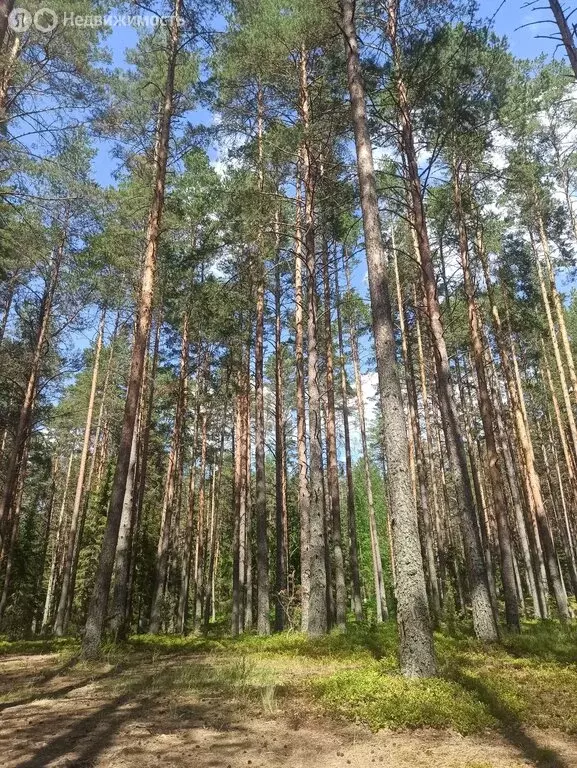 Участок в Тверская область, Осташковский муниципальный округ (42 м) - Фото 0