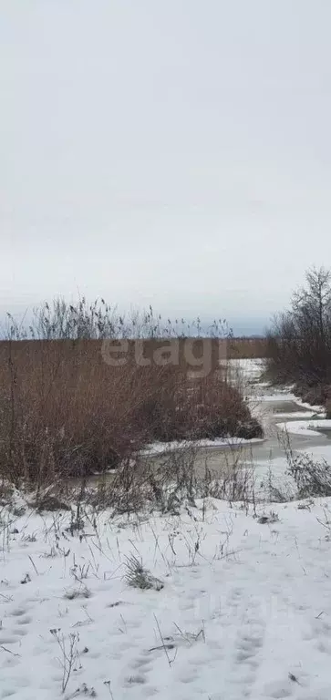 Участок в Псковская область, Печорский муниципальный округ, д. Литовиж ... - Фото 1