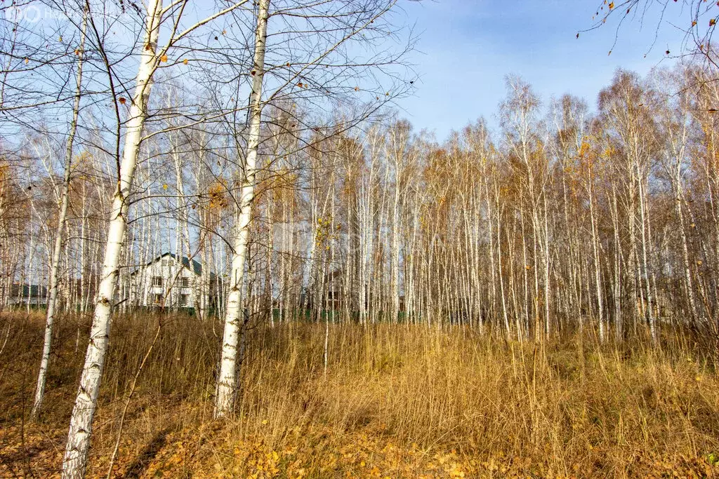 Участок в Новосибирский район, Криводановский сельсовет, село Марусино ... - Фото 1