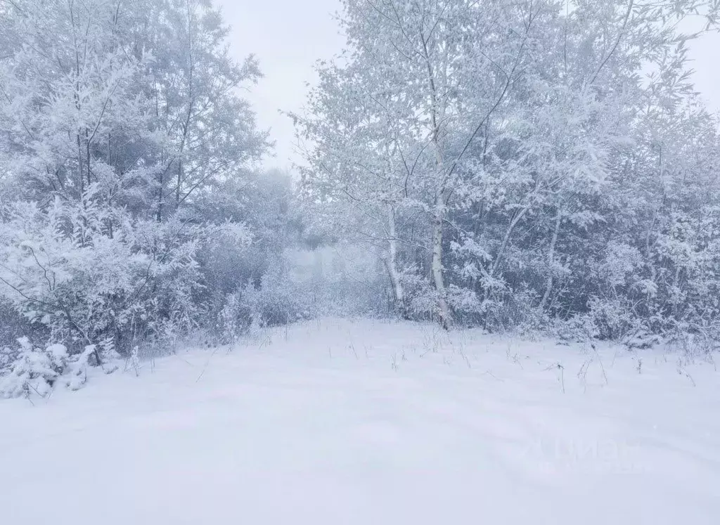 Участок в Камчатский край, Елизовский муниципальный округ, Звездочка ... - Фото 1