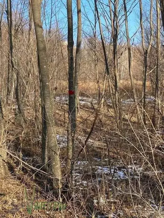 Участок в Приморский край, Надеждинский район, пос. Таежный  (154.0 ... - Фото 1