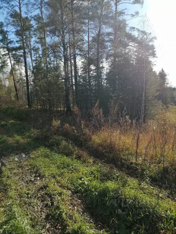 Участок в Алтайский край, Первомайский район, с. Баюновские ключи  ... - Фото 1