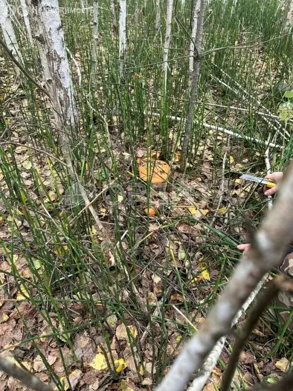 Участок в Тюменский муниципальный округ, деревня Речкина (36 м) - Фото 2