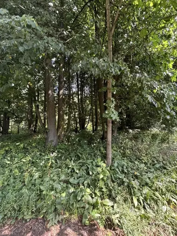 Участок в Московская область, Ступино городской округ, с. ... - Фото 2