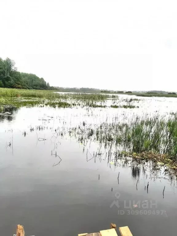 Участок в Ленинградская область, Приозерский район, Ромашкинское ... - Фото 0