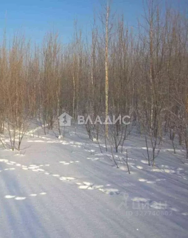 Участок в Нижегородская область, Бор муниципальный округ, д. Садовая  ... - Фото 1