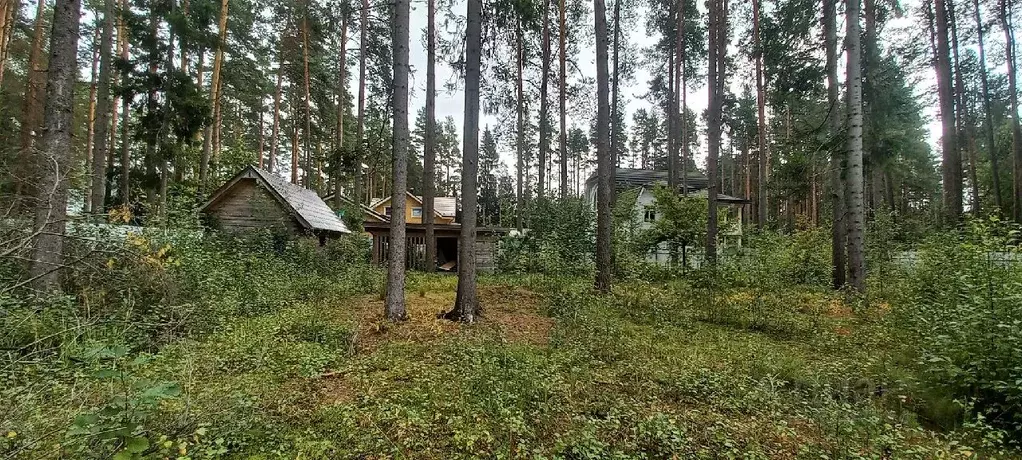 Участок в Санкт-Петербург, Санкт-Петербург, Зеленогорск Кривоносовский ... - Фото 1