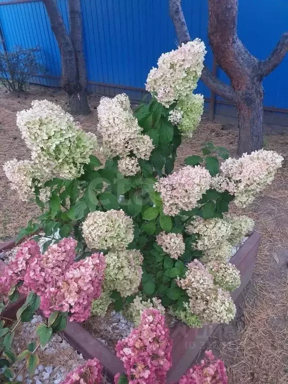 Дом в Амурская область, Благовещенск Ника СТ,  (10 м) - Фото 1