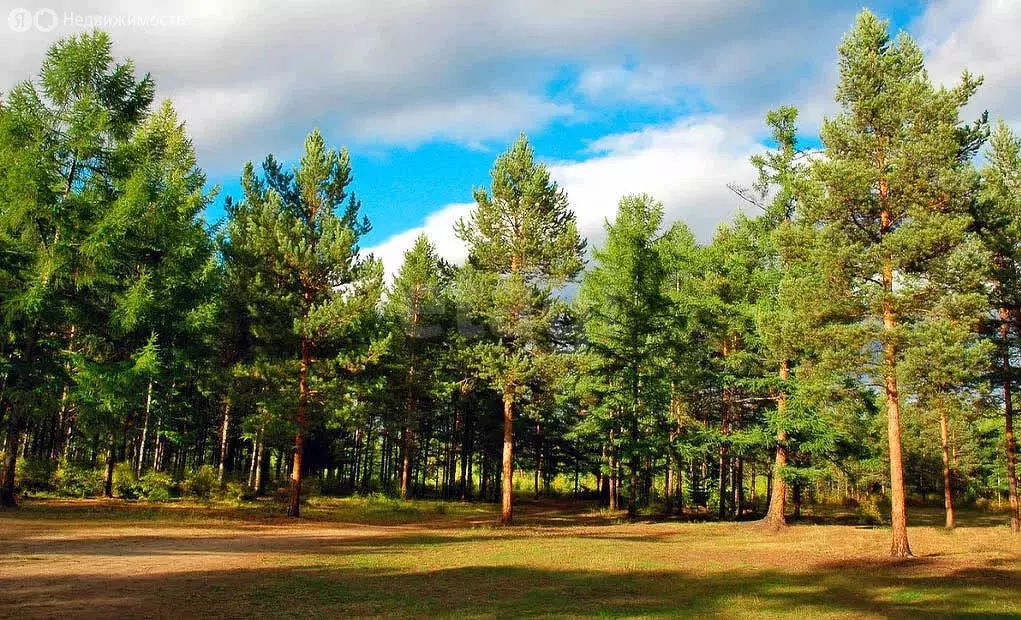 Участок в Ягодное, Осиновая улица (6.3 м) - Фото 1